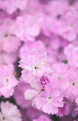 教师节祝福语简短(精选95句)