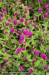 爱情的祝福语 爱情祝福语一句话汇编77句