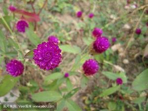 跳绳的寄语(精选69句)