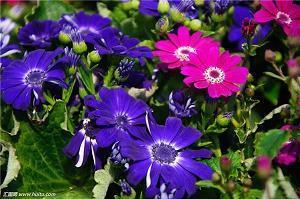 唯美早安的句子100句