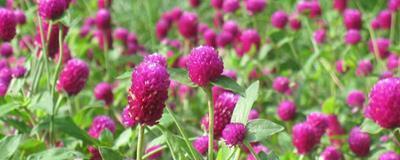 用生生不息造句大全 生生不息怎么造句