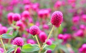 重阳节经典祝福语文案句子(精选116句)
