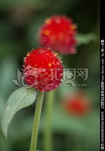 用负荆请罪造句 负荆请罪的意思 负荆请罪的近义词