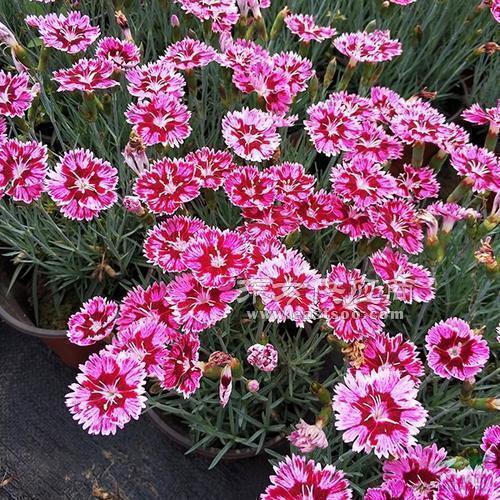 激励高三的句子(75句)