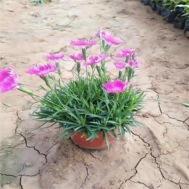 结婚后打架心痛的句子