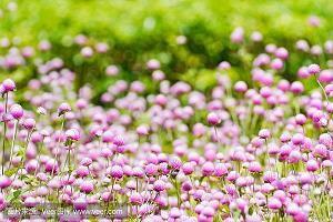 2021小学生中秋节祝福句子精选(精选59句)