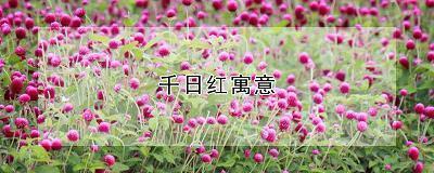 关于习惯一个人的伤感心情句子