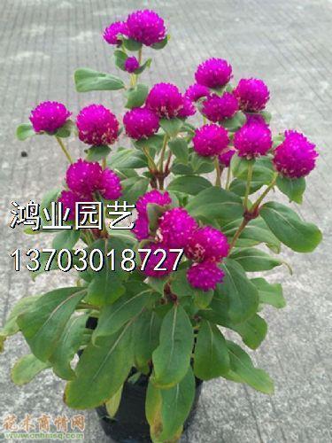 小学初中描写关于春天柳树的诗句古诗有哪些