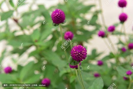 给女朋友送花寄语 独一无二的汇总79句