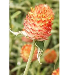 用揶揄造句大全