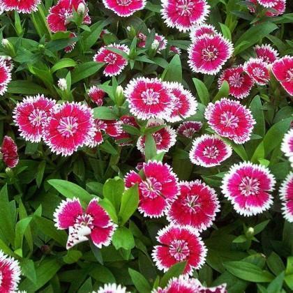 热恋中最优美的爱情话语(精选30句)