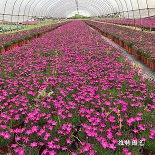 一瞬间释然的句子文案(精选29句)