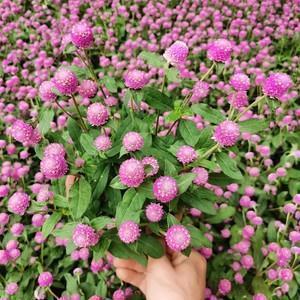 狠心冷漠绝情的句子