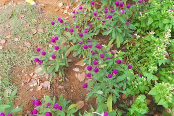 红楼梦好词好句摘抄及感悟