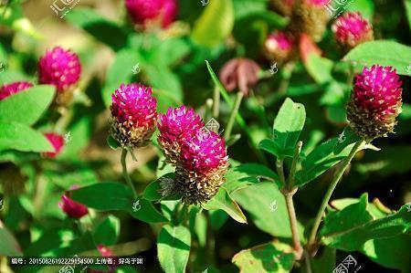 用负隅顽抗长句造句大全 负隅顽抗的意思和读音