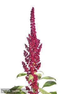 胖出双下巴的幽默句子25句