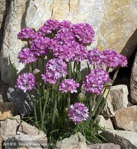 一言不合就开车的句子 土味情话套路大全撩女