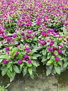 关于友谊的唯美句子53句