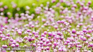 赞美春天的好词好句