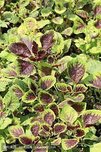 庆祝祖国72华诞的祝福(精选97句)