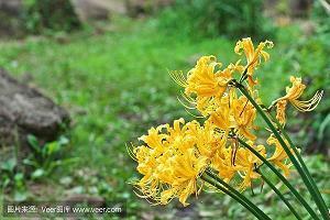 赞美护士的经典语句