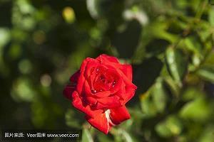 一句话偷偷公布恋情 低调宣布恋情的说说51句