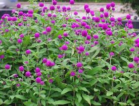 芒种的句子汇编39句