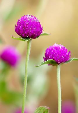 英语手抄报优美句子(精选79句)