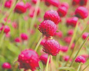 赞美人才华横溢的话(精选54句)