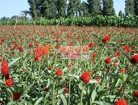 一辈子不离不弃的句子