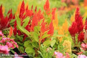 表达内心开心的句子