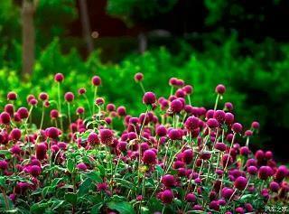 低调宣布恋情的说说 花在美，也没你在我心里美