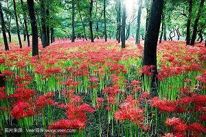 纪念友情逝去的句子12句