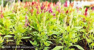 2021年清明时节的唯美短句