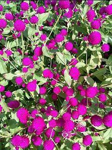 简短的超甜句子致闺蜜 友谊的句子唯美超短句推荐35句