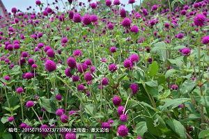 2021夏天简短句子精选122句