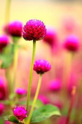 关于爱情甜蜜的句子 爱你是一种幸福，想你是一种快乐