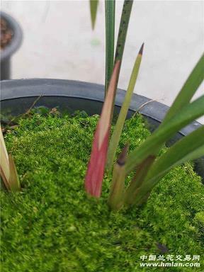 间接表白的句子 间接性表白句子(精选19句)