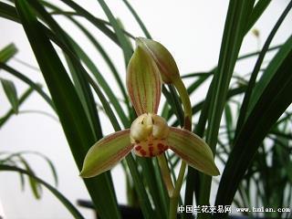 引产心烦难过的句子