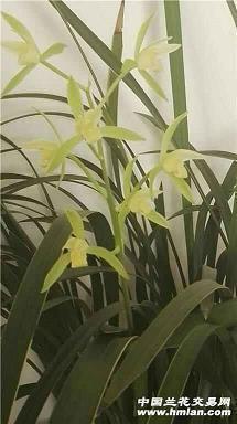 带花字的诗句大全