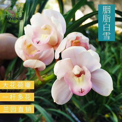 表达爱意的简短句子 对一个人的思念的句子