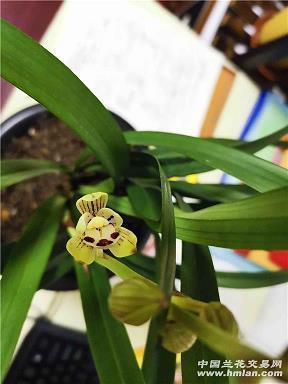 元宵节的诗句古诗大全