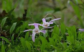 一句话的早安心语句子(精选85句)