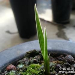 不想失去一个人的句子