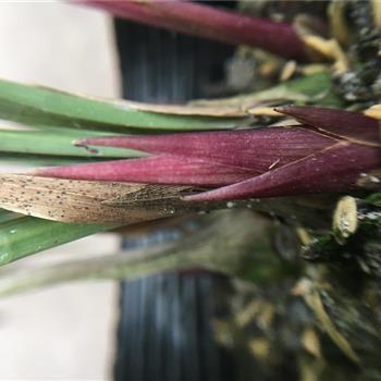 做个优雅女人经典句子 精致女人优雅的句子