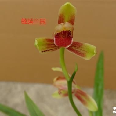 2021牛年精彩的春节对联句子97句