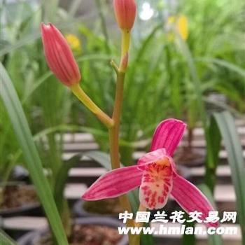 2021疫情期间正能量的句子_抗疫加油文案句子大全(精选41句)