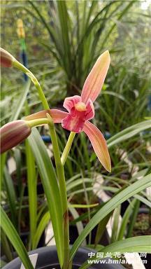 团队合作的句子(100句)