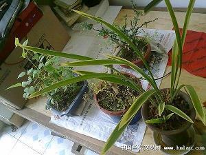 祝新婚快乐的简短句子 祝福新的结婚的句子