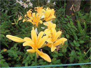 描述冬天风景很美的句子10句